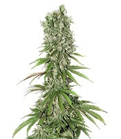 White Strawberry Skunk (Strain Hunters)