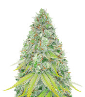 Lemon Skunk (Green House Seeds)