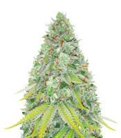 Lemon Skunk (Green House Seeds)