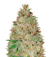 Chocolate Orange Auto (Dr Krippling Seeds)