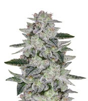 Sweet Valley Kush (Green House Seeds)