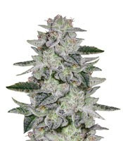 Sweet Valley Kush (Green House Seeds)