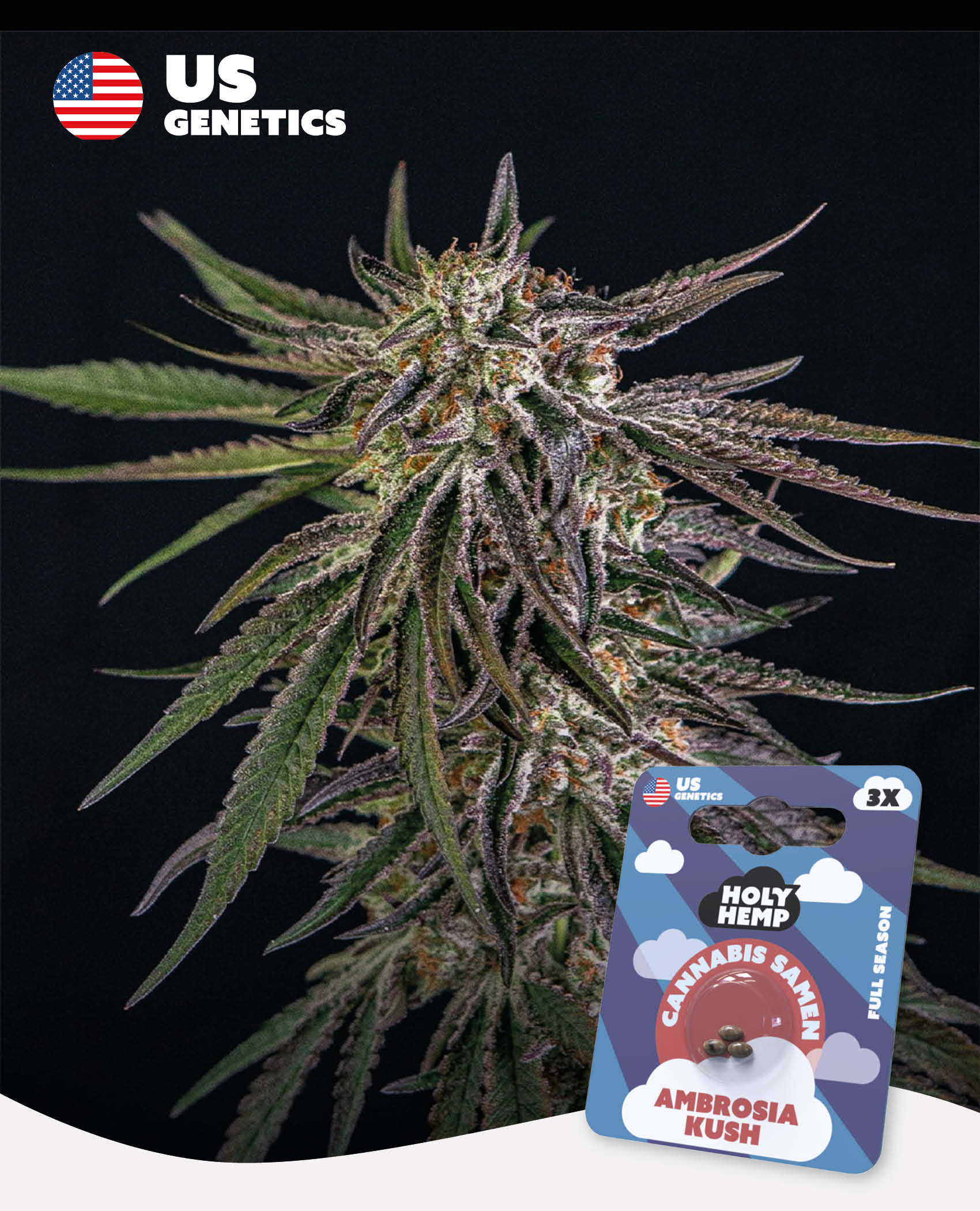 Ambrosia Kush Feminisiert