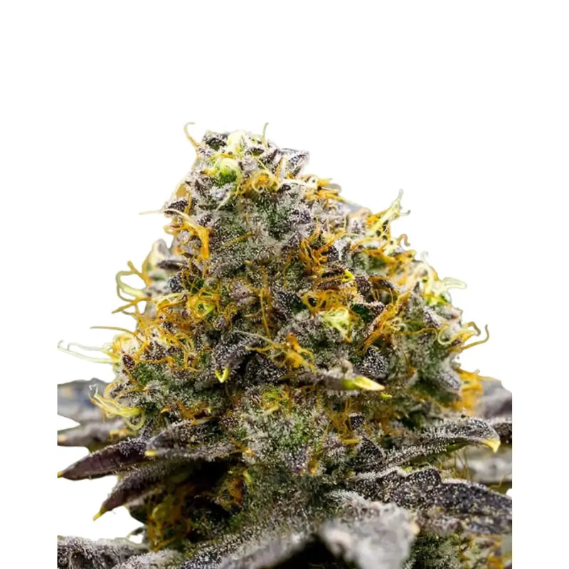 Gelato Ice Cream Cannabis Samen Feminisiert - 3 Stück