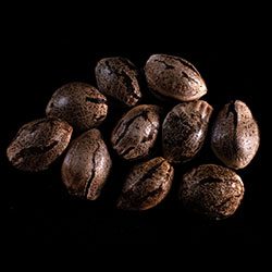 Mikromachine Auto - 10+3 Seed