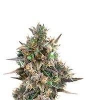 Royal Bluematic Auto (Royal Queen Seeds)