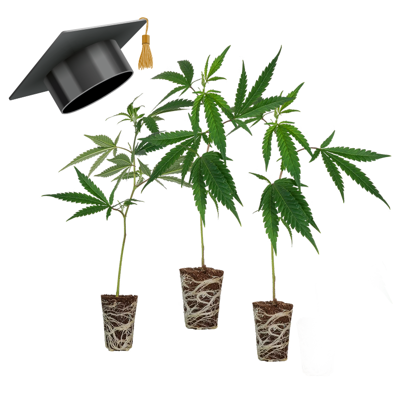 Einsteiger Set THC Stecklinge - 3 Stecklinge