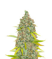 Moonshine’s Ghost Train Haze (Rare Dankness Seeds)