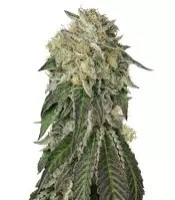 Amherst Sour Diesel (Humboldt Seeds Organization)
