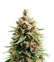 Gorilla Ice Cream (Expert Seeds)
