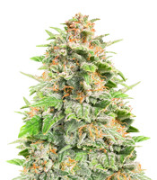 Cherry Cola Auto (Fast Buds)