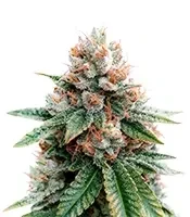Sour Puss (Emerald Triangle Seeds)