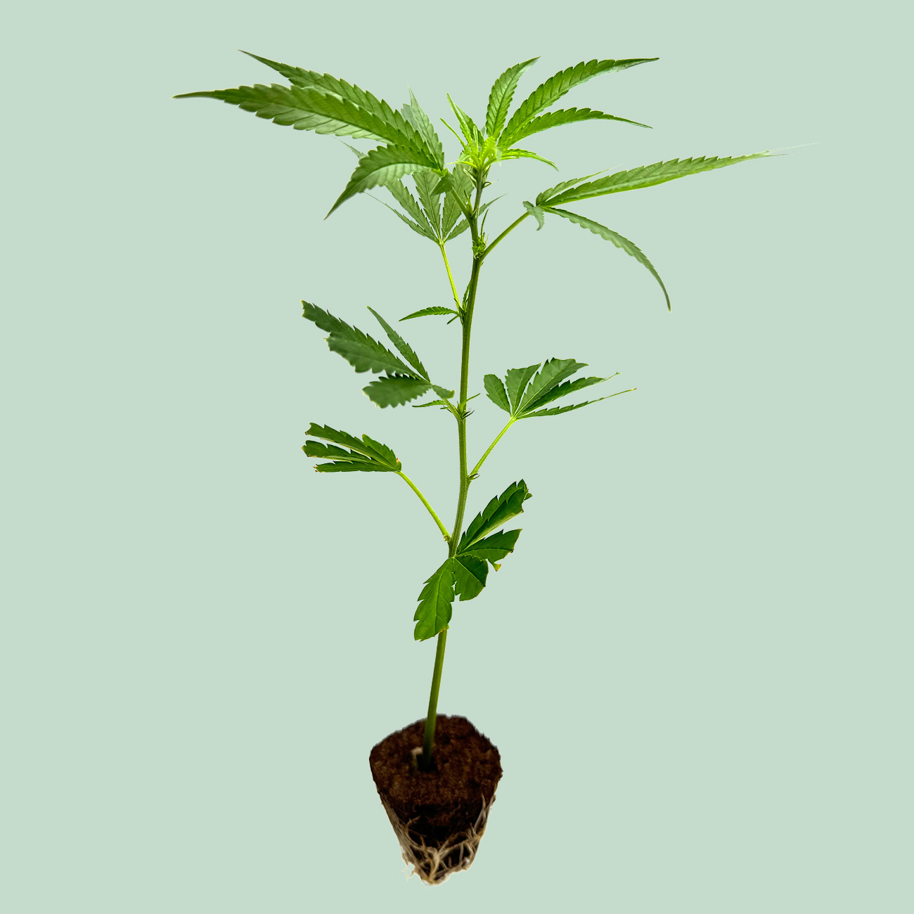 Blue Zushi - Cannabis Stecklinge