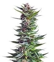Shining Silver Haze (Royal Queen Seeds)