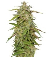 Purple Trainwreck (Humboldt Seeds Organization)