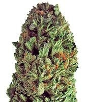 Budzilla (Heavyweight Seeds)