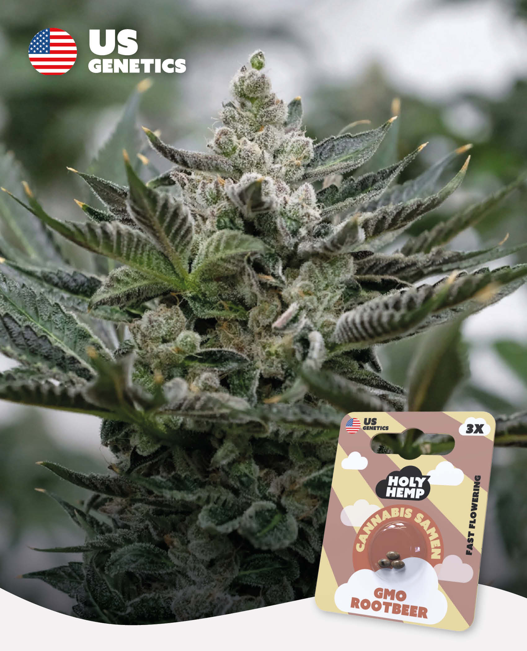 GMO Rootbeer Feminisiert