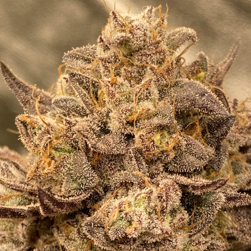 Cake & Punch Steckling - 1 Steckling