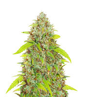 Skywalker Haze (Dutch Passion)