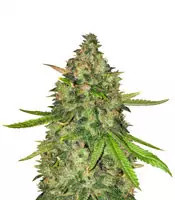 Gorilla Z (Big Head Seeds)