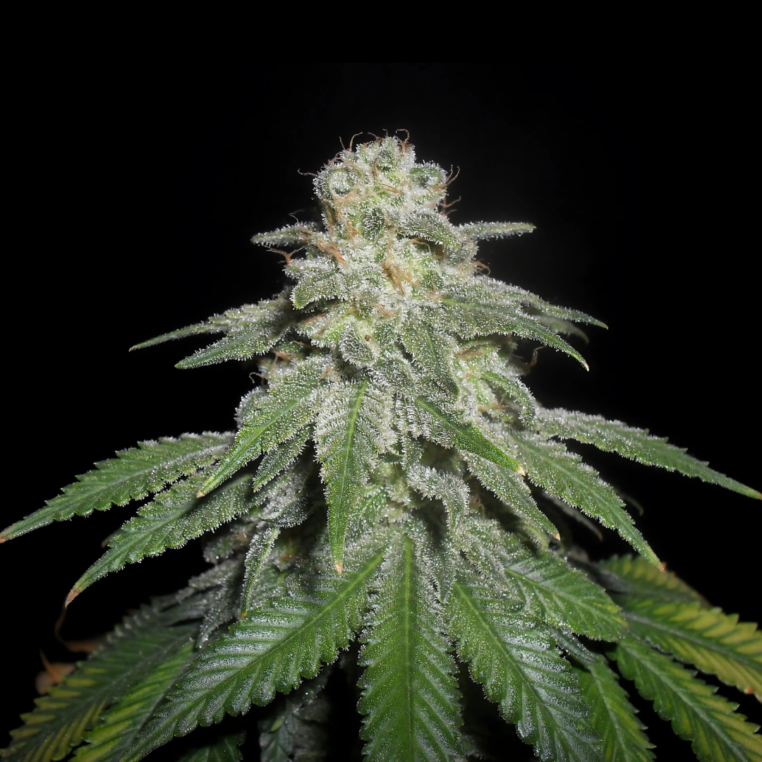 White Widow Samen Feminisiert - 3 Samen