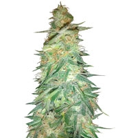 Holy Grail 69 (Samsara Seeds)