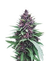 Shaman (Dutch Passion)