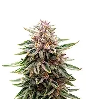 Purple (Ceres Seeds)