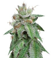 Bubba Kush (Humboldt Seeds Organization)