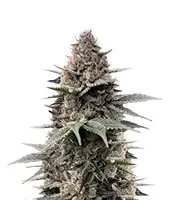 Super Boof (Barney's Farm)