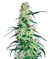 Purple Haze (White Label Seed Company)