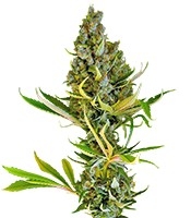 Sweet Cheese (Sweet Seeds)