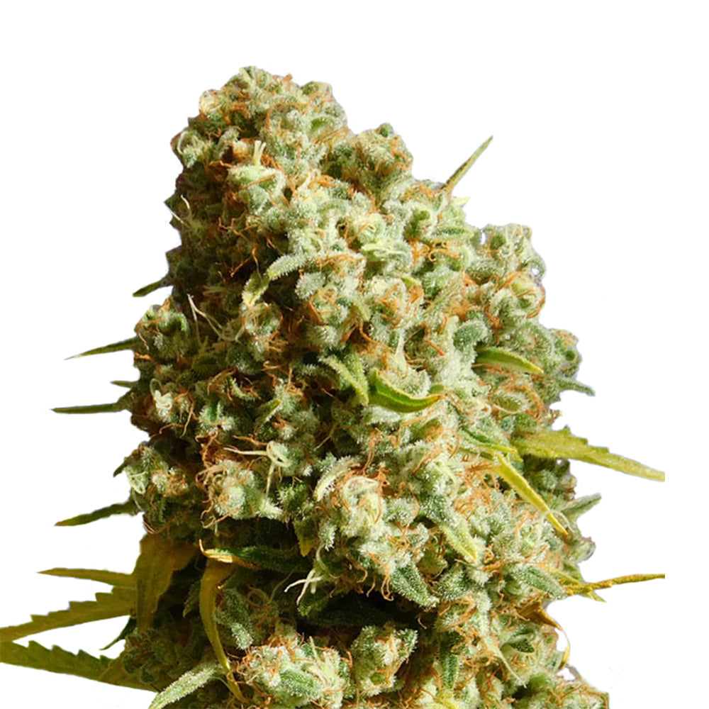 Gorilla Glue 040 Cannabis Samen, Autoflowering Hybrid