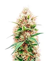 Power Bud (Blackskull Seeds)