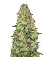 White Widow Auto CBD (Green House Seeds)