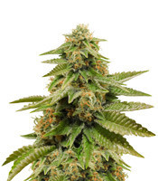 Gorilla Breath (Humboldt Seeds Organization)