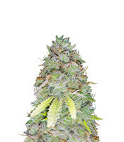 Z Glue (Expert Seeds)