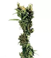 Arjan's Strawberry Haze (Green House Seeds)