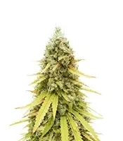 HubbaBubbaHaze Auto (Mephisto Genetics)