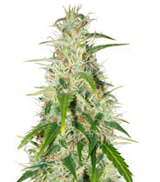 Buddha Deimos Auto regular (Buddha Seeds)