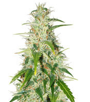 Buddha Deimos Auto regular (Buddha Seeds)