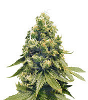 Sour Tangie (Reserva Privada)