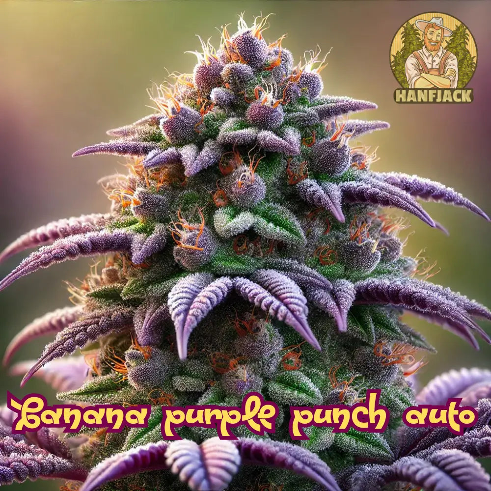 Banana Purple Punch Auto Cannabis Samen - 3 Seeds
