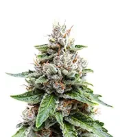 Medi Bomb 2 (Bomb Seeds)