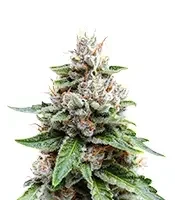 Medi Bomb 2 (Bomb Seeds)