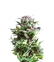 Forest Dream (Dutch Passion)