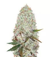 Auto Amnesia Haze (Victory Seeds)