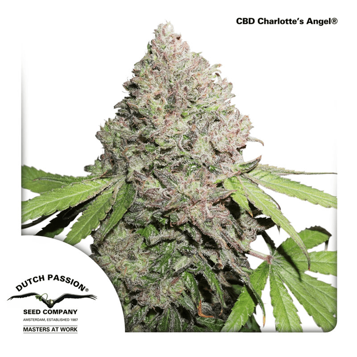 Charlottes Angel CBD