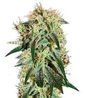 Damn Sour (Green House Seeds)