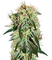 Damn Sour (Green House Seeds)